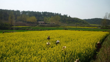 油菜制種基地