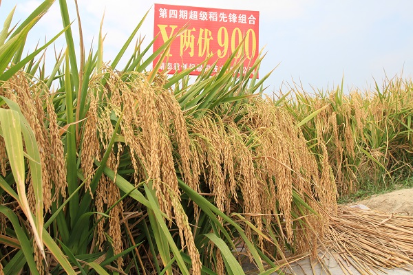 超級稻新聞