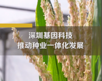 深圳報業報道